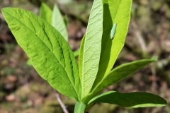 Leaves-of-Indian-Plum