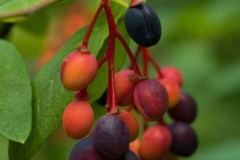 Mature-fruits-of-Indian-Plum