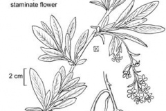 Plant-illustration-of-Indian-Plum