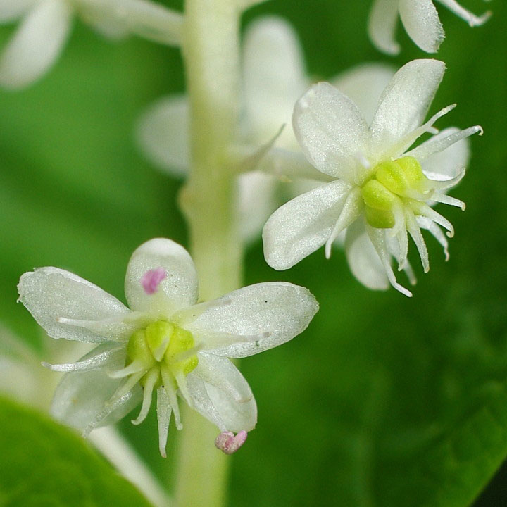 Closer-view-of-flower-of-Indian-Poke Plant