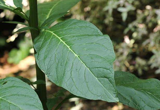 Leaves-of-Indian-Poke plant