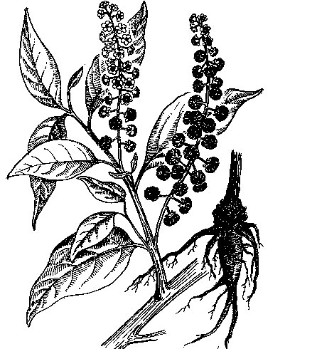 Sketch-of-Indian-Poke-plant