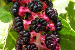 Closer-view-of-Fruits-of-Indian-Poke plant