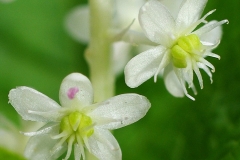 Closer-view-of-flower-of-Indian-Poke Plant
