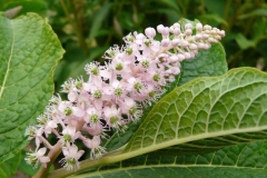 Flowers-of-Indian-Poke plant