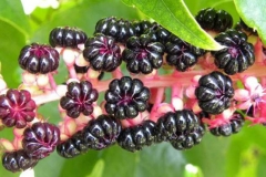 Fruits-of-Indian-Poke plant
