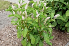 Indian-Poke-Plant