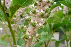 Indian-Poke-berries-developing-from-flowers