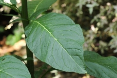 Leaves-of-Indian-Poke plant