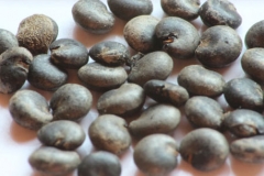 Seeds-of-Indian-Poke plant