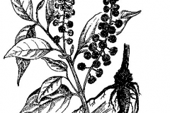 Sketch-of-Indian-Poke-plant