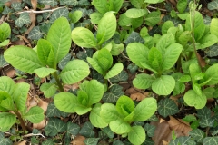 Small-Indian-Poke-plant