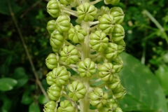 Unripe-fruits-of-Indian-Poke plant