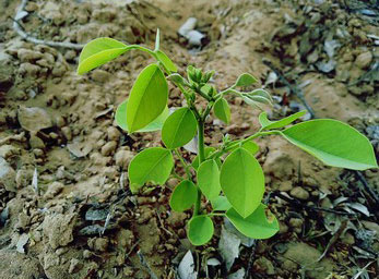 Small-Indian-rosewood-plant