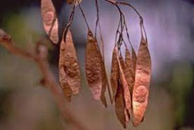 Mature-fruits-of-Indian-rosewood