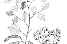 Sketch-of-Indian-rosewood