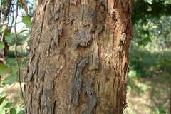 Bark-of-Indian-rosewood