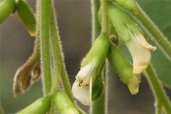 Flower-of-Indian-rosewood