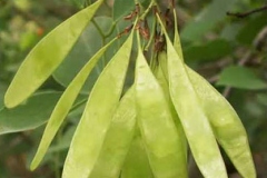 Immature-fruits-of-Indian-rosewood