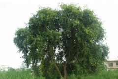 Indian-rosewood-Tree