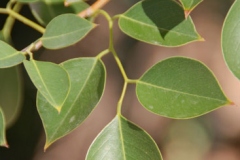 Leaves-of-Indian-rosewood