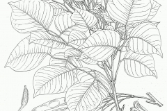 Plant-Illustration-of-Indian-rosewood