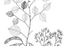 Sketch-of-Indian-rosewood