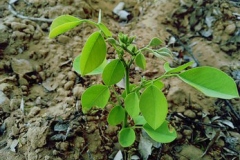 Small-Indian-rosewood-plant