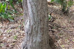 Trunk-of-Indian-rosewood