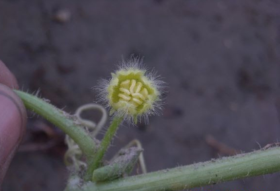 Flowering-buds-of-Indian-round-gourd