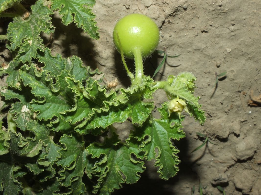 Immature-fruit-of-Indian-round-gourd