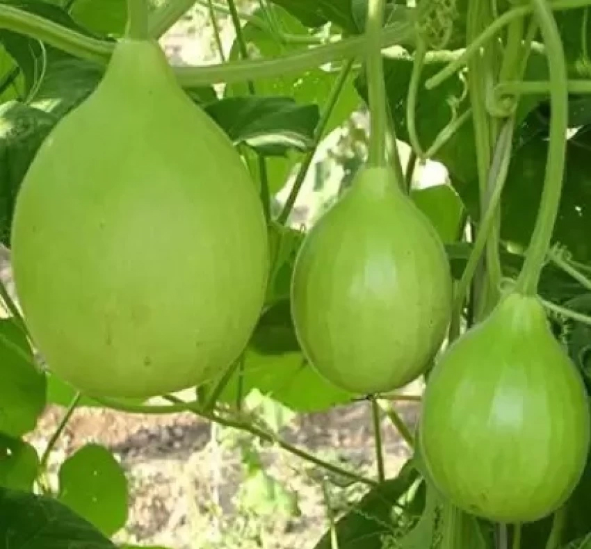 Indian-round-gourd-plant