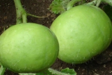 Closer-view-of-fruit-of-Indian-round-gourd
