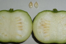 Half-cut-Indian-round-gourd