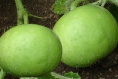 Closer-view-of-fruit-of-Indian-round-gourd