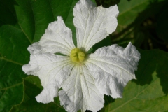 Flower-of-Indian-round-gourd