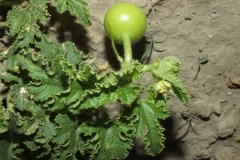 Immature-fruit-of-Indian-round-gourd