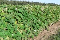 Indian-round-gourd-plant-growing-wild
