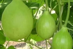 Indian-round-gourd-plant
