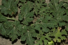 Leaves-of-Indian-round-gourd