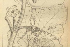 Plant Illustration of Indian round gourd