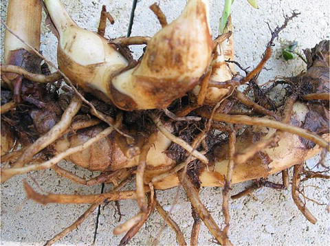 Indian-shot-Rhizome-with-fibrous-roots