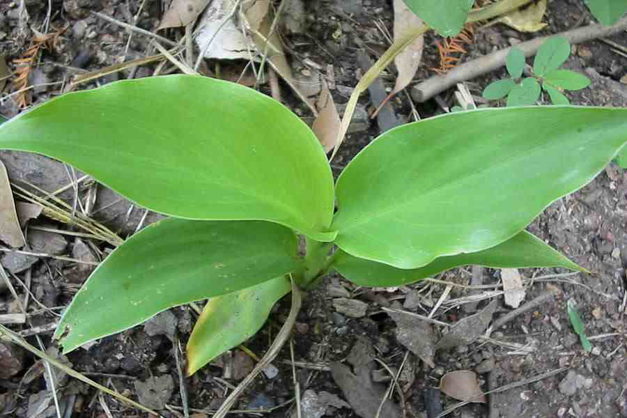 Small-Indian-shot-plant