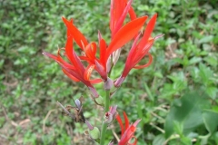 Flowers-of-Indian-shot