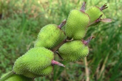 Immature-fruits-of-Indian-shot