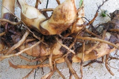 Indian-shot-Rhizome-with-fibrous-roots