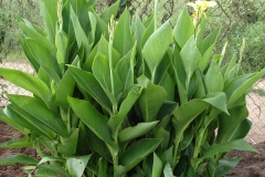 Indian-shot-plant