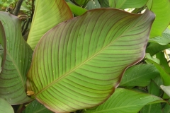 Leaves-of-Indian-shot