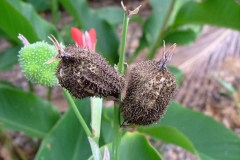 Mature-fruits-of-Indian-shot