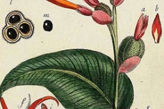Plant-Illustration-of-Indian-shot